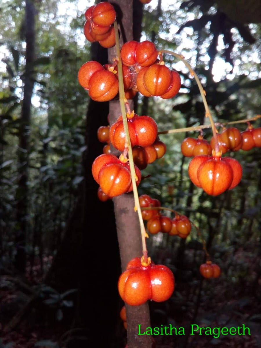 Agrostistachys borneensis Becc.